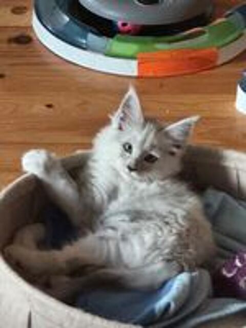   Magnifique baby's Maine Coon  