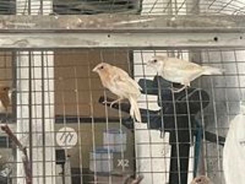   Moineau du Japon 