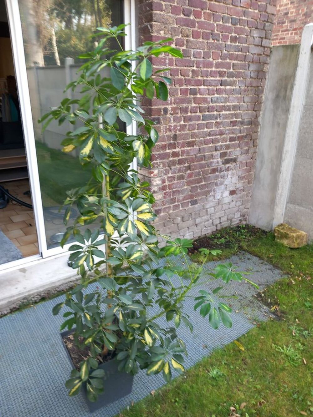 Plante d'int&eacute;rieur schefflera Jardin