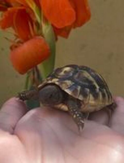   Tortue de terre - 1 an 