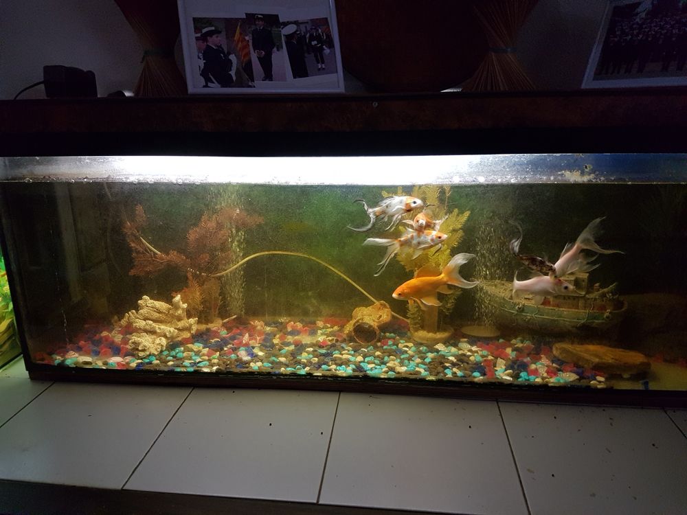   aquarium grande dimension  