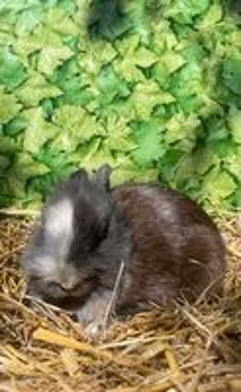   Lapin(e)s têtes de lion  