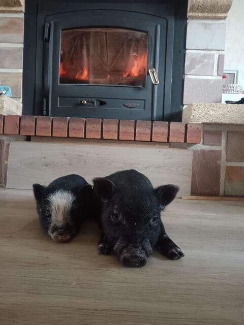 Cochon nain  50 80290 Poix-de-picardie