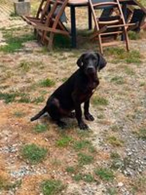  Lupin, croisé cane corso à adopter 