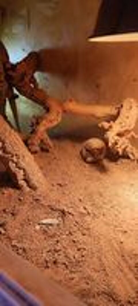   terrarium quip avec pogona 