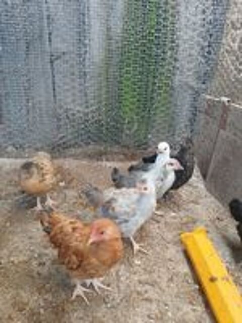   Duo de poule naine et coq négre soie de couleur 