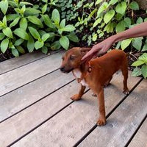   A ADOPTER OU EN FAMILLE D'ACCUEIL SUR PARIS OU REGION PARISIENNE 