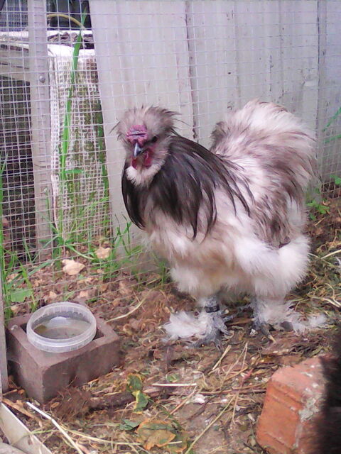 coq soie 10 09000 Foix