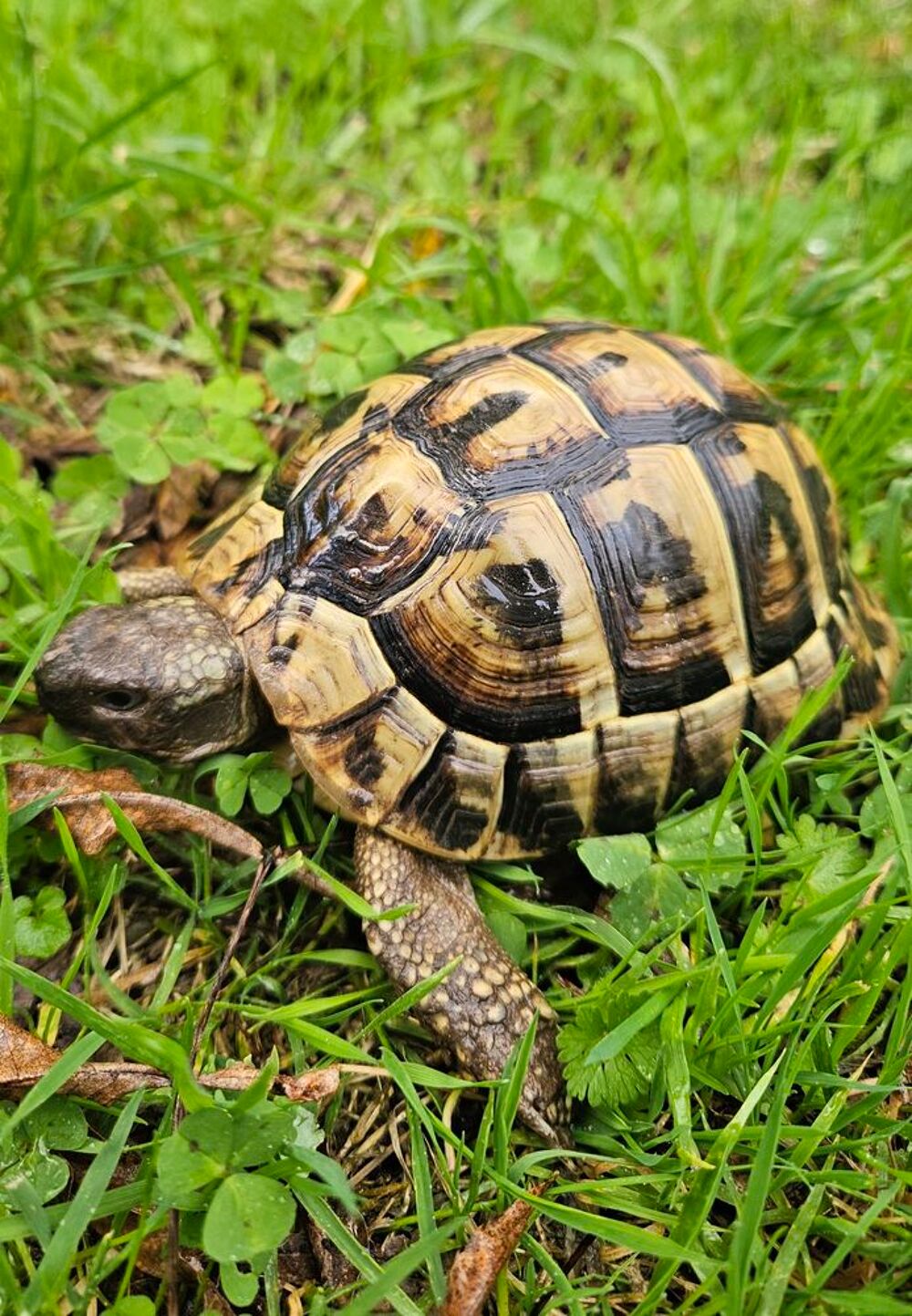  Tortue terrestre m�le  
