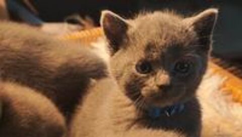   Chatons Chartreux LOOF à réserver 