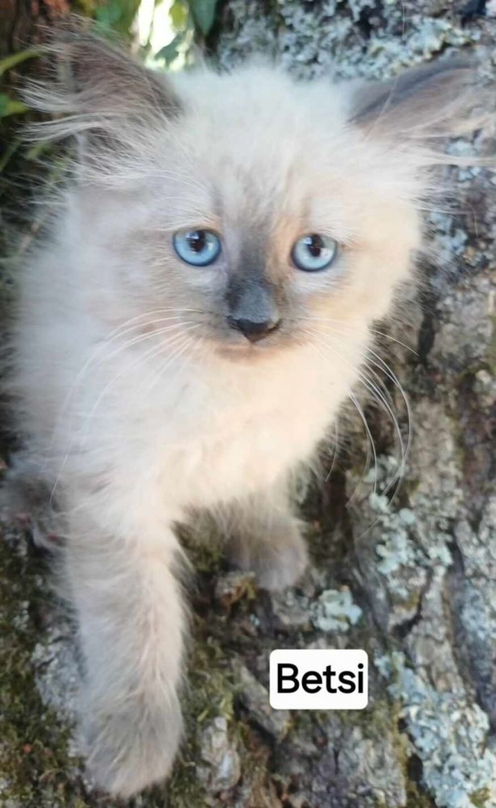   Chaton sibérien LOOF femelle  