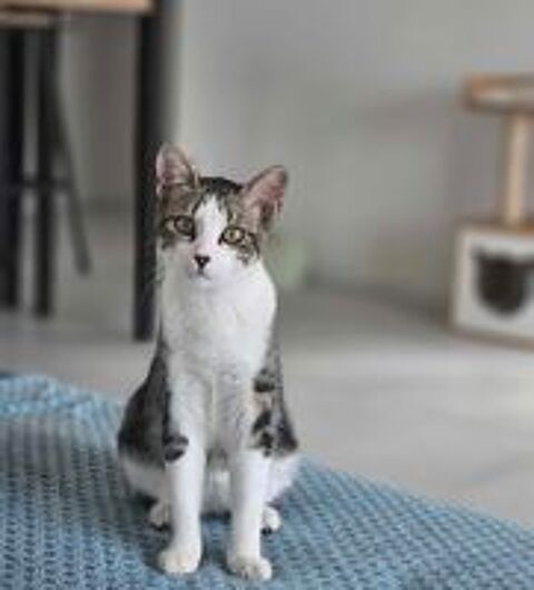   Tanguy jeune chat 6 mois gentil et timide cherche famille aimante 