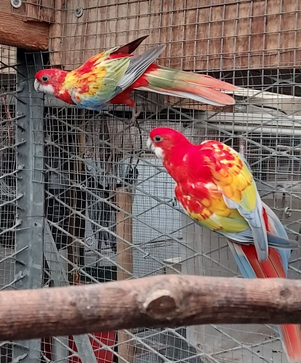    omnicolore opaline doré  