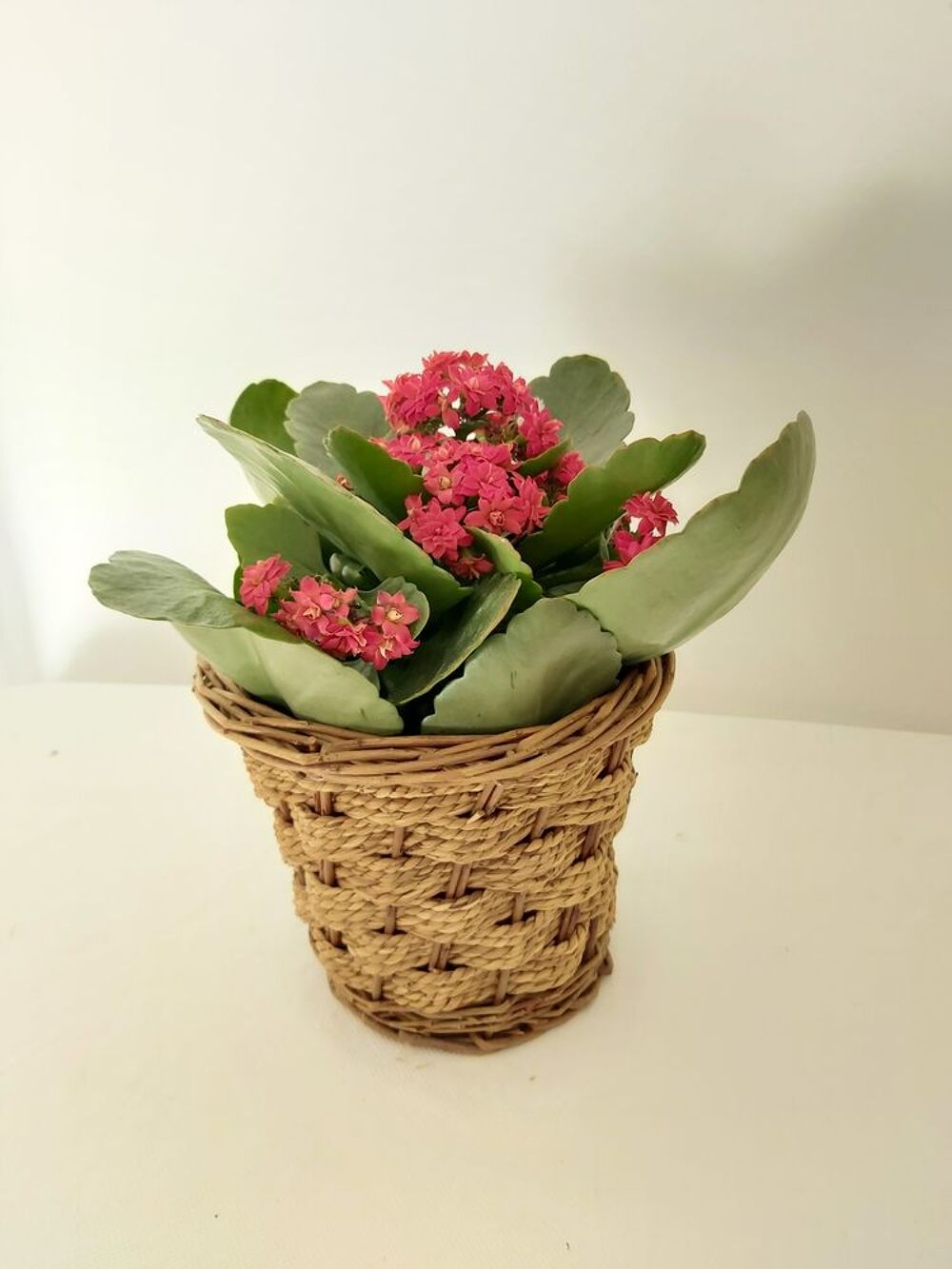 Petite corbeille ou panier en osier. Jardin