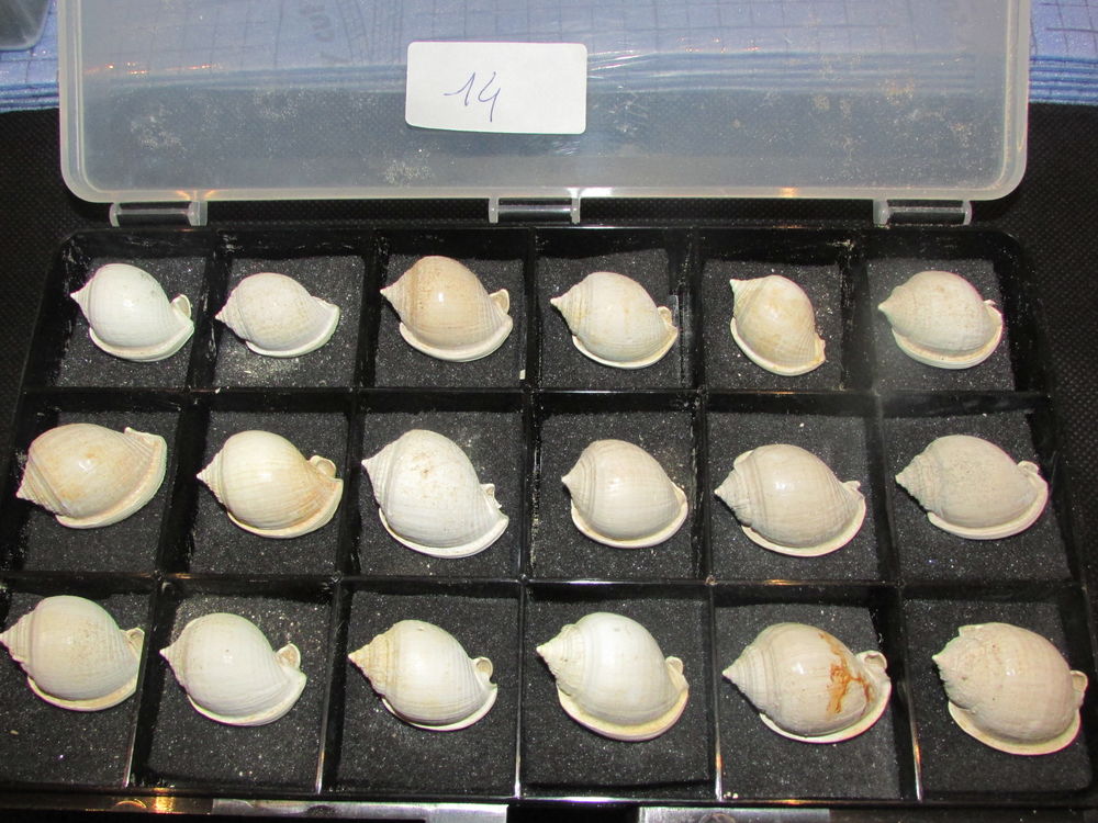 fossile de la r&eacute;gion de Bordeaux . 