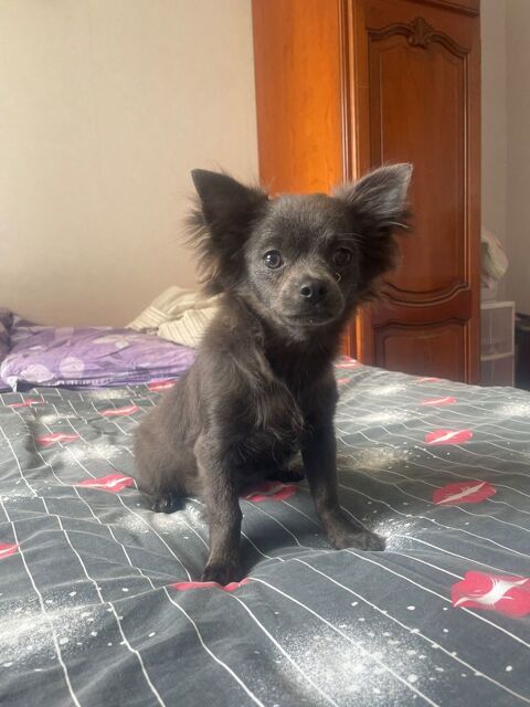 chiot chihuahua m&acirc;le bleu 490 27170 Le plessis-sainte-opportune