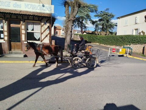 Nuge, Poney OC de 3 ans 4300 42260 Souternon