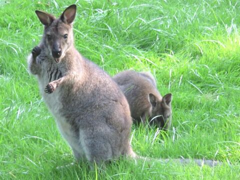 Jeune Mle Wallaby de Bennett Gris 40250 Saint-aubin