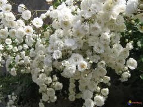 5 plants de rosier polyantha blanc 6 Lavercantire (46)