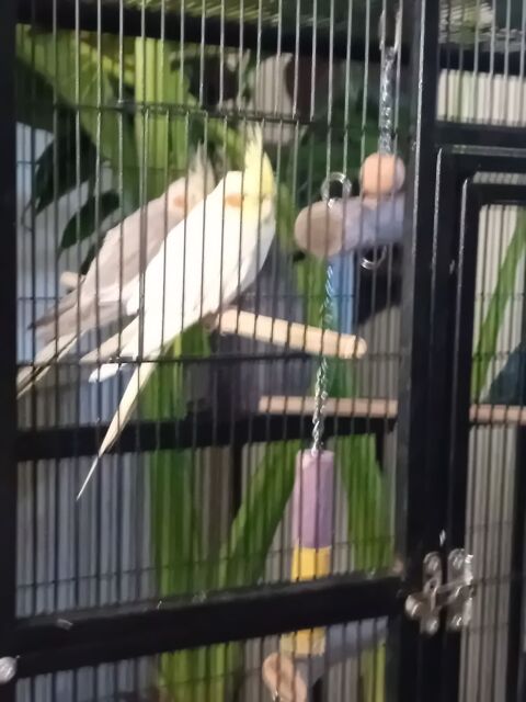 couple de calopsyttes plus cage 150 32000 Auch