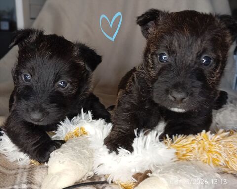 Chiots Scottish terrier. 1100 79200 Parthenay