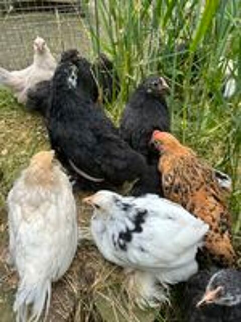   Poules Pékin 

