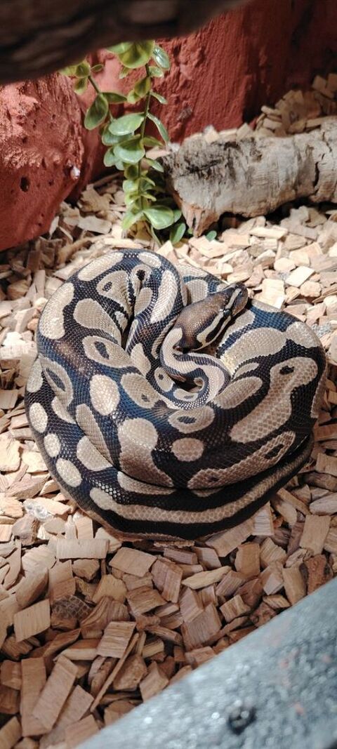 Python regius et terrarium 400 06800 Cagnes-sur-mer