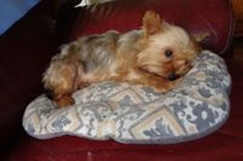   YORKSHIRE  FEMELLE  3ANS 