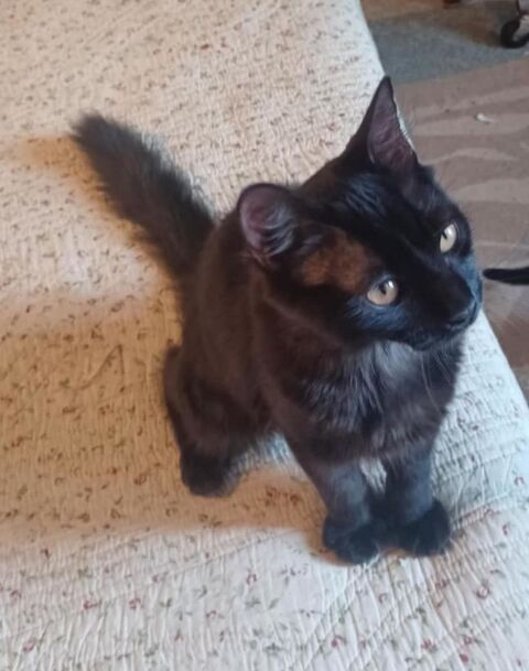 Fluffy un chaton bien dans sa tête et super sociable. 180 92310 Svres