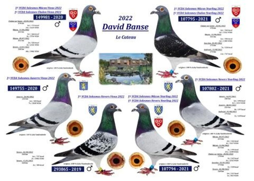   Pigeons voyageurs 2023 