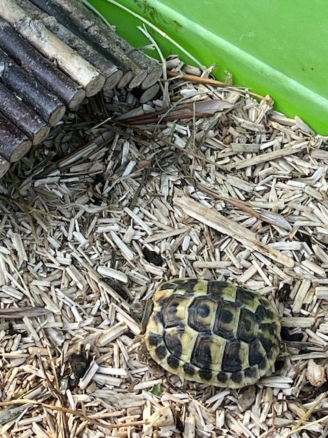 bébé tortue 30 13630 Eyragues