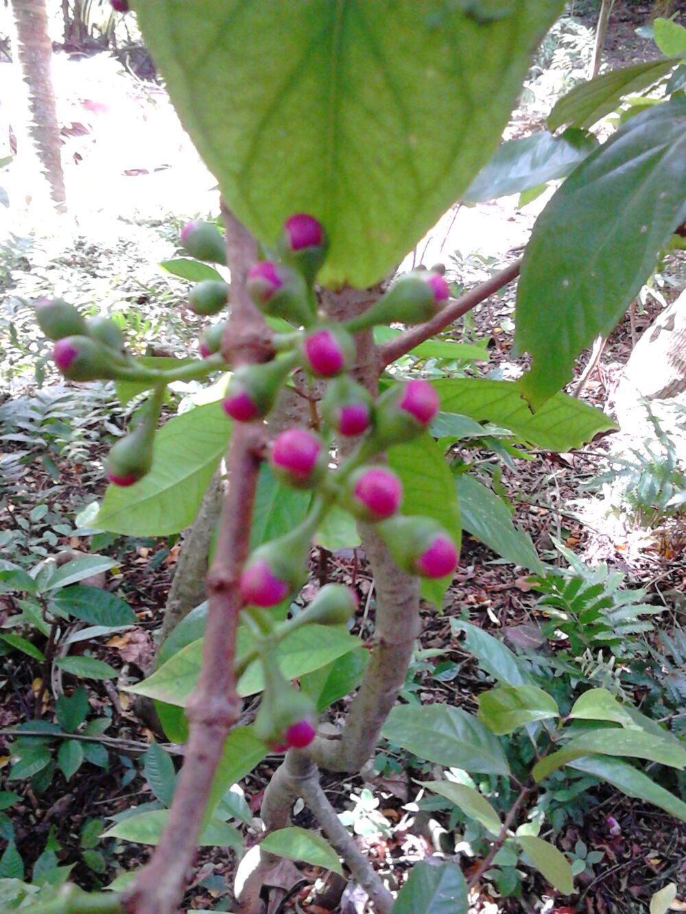 Arbres fruitiers et fruits Jardin