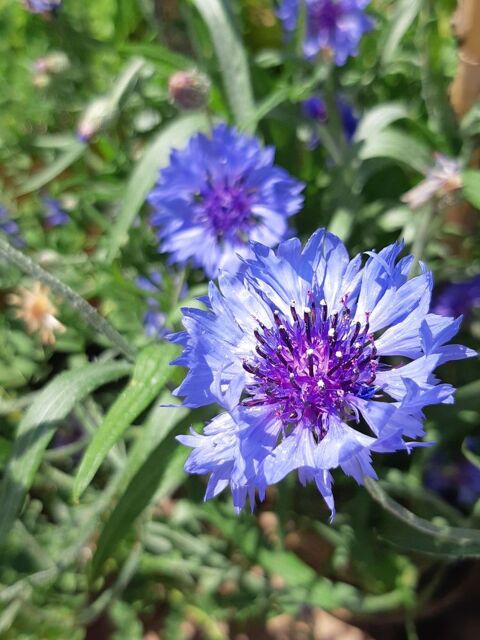 graines de bleuet de mon jardin sans traitement 1 La Seyne-sur-Mer (83)