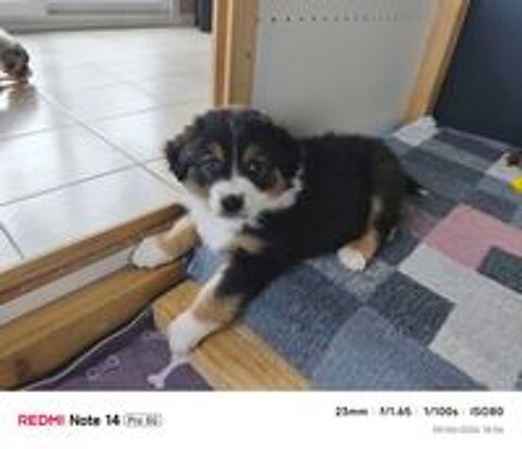  CHIOTS BERGER AUSTRALIEN LOF
