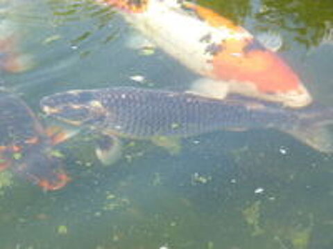   CARPES KOI 
