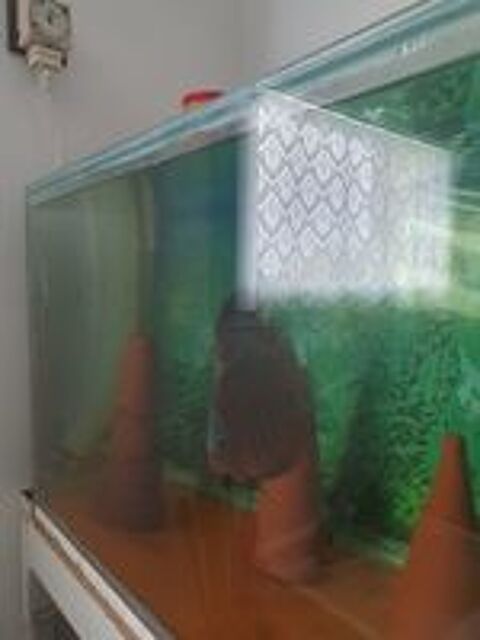   Couple Discus Alenquer 