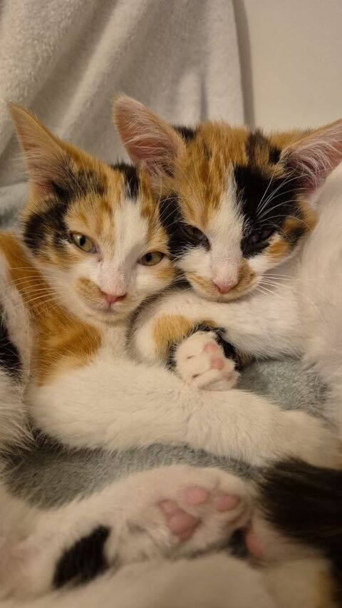 Thelma & Louise 2 puces à adopter ensemble 360 78570 Andrsy