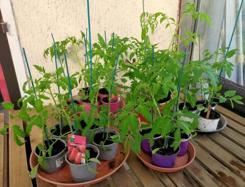 plants de tomates en godets 30  45cm
1 Mirecourt (88)