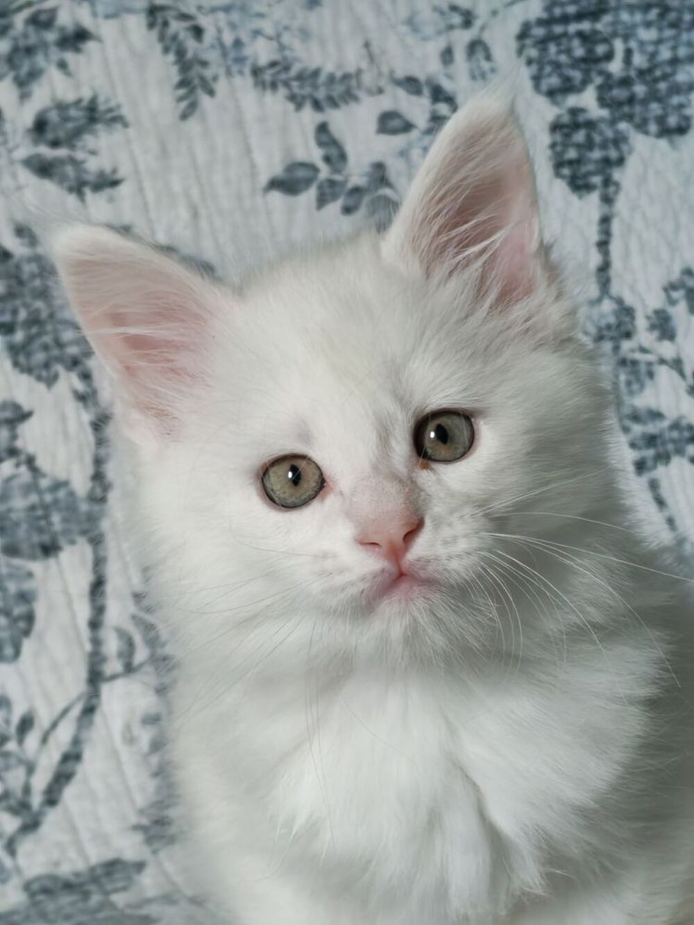   Chatons Maine coon loof nés le 18 Mars à réserver.
