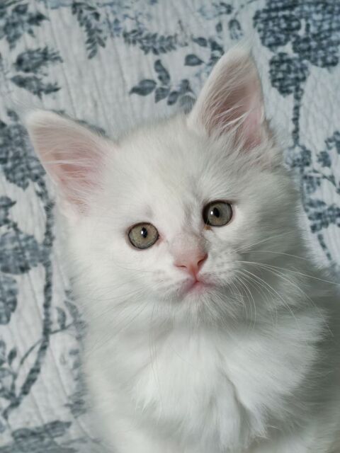 Chatons Maine coon loof n&eacute;s le 18 Mars &agrave; r&eacute;server.
1400 45420 Bonny-sur-loire