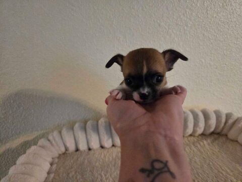 Chihuahua cherche famille 39000 Lons-le-saunier
