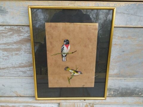 Tableau Ornithologie Oiseau Cardinal à Poitrine Rose Signé 45 Loches (37)