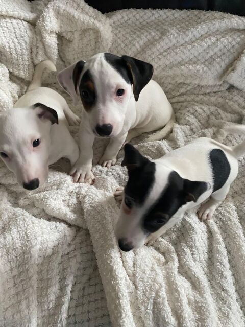 Chiots  Jack Russel 790 94500 Champigny-sur-marne