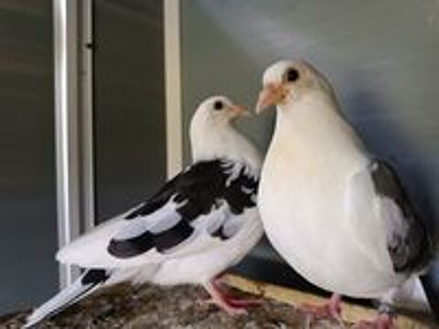   Pigeons rouleurs de galatis  