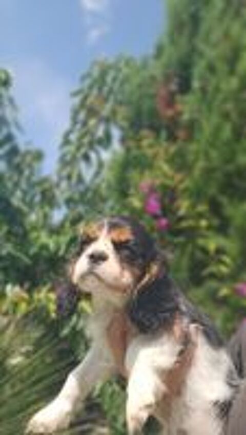   Chiots LOF Cavalier King Charles 