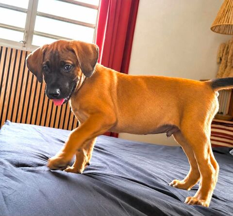 Banjo, je suis pr&ecirc;t &agrave; vous aimer 300 22000 Saint-brieuc
