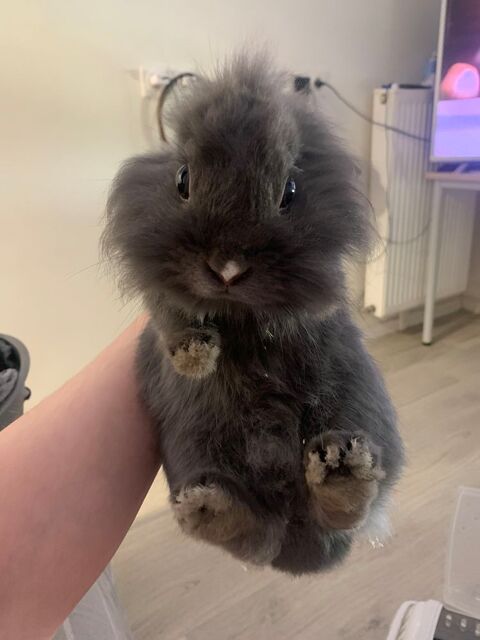 Lapin Nain 0 92310 Svres