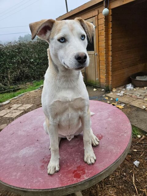 Alpha x husky 300 17360 Saint-martin-de-coux