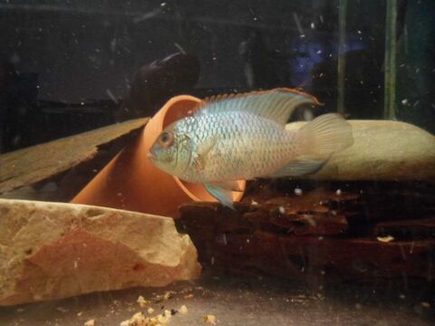 poisson cichlide américains 0 33260 La teste-de-buch