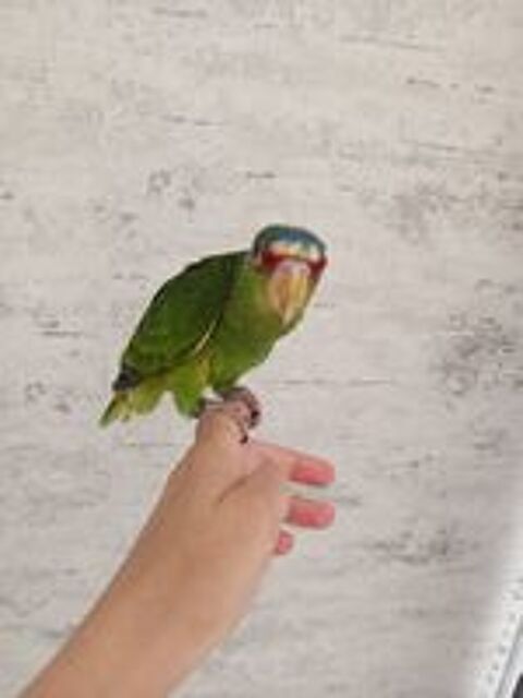   Perroquet Amazone EAM  